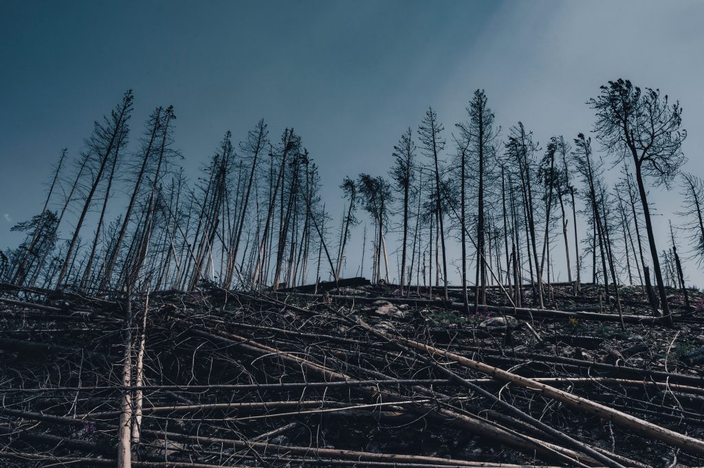Illustrative photo of charred trees on a forest hillside